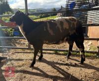 9MO PEDIGREE DUTCHED SPOTTED RAM