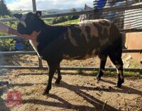 9MO PEDIGREE DUTCHED SPOTTED RAM - 2