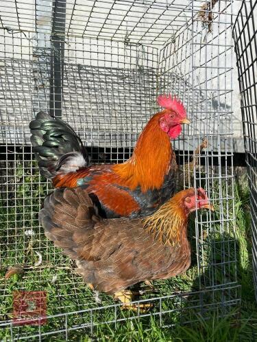 PAIR OF WELSUMMER BANTAMS - BIDS PER LIFE