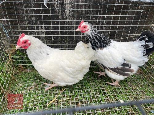2 SUSSEX BANTAM HENS - BIDS PER LIFE