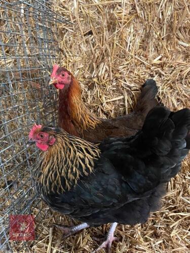 2 WELSUMMER POL PULLETS - BIDS PER LIFE