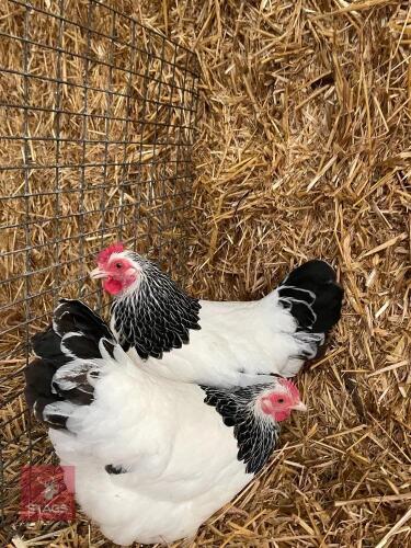 2 LIGHT SUSSEX BANTAM PULLETS - BIDS PER LIFE