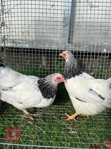 2 LIGHT SUSSEX BANTAM PULLETS - BIDS PER LIFE