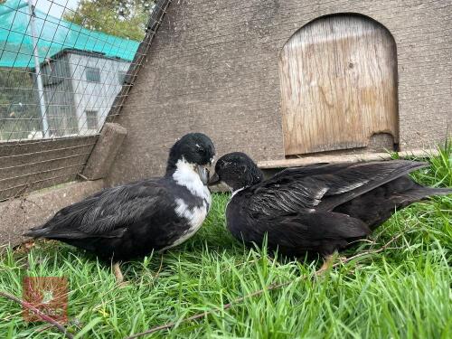 2 BLACK BIBBED CALL DUCKS - BIDS PER LIFE
