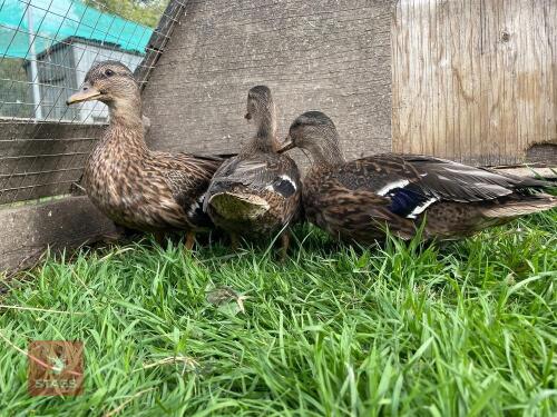 3 CALL DUCKS - BIDS PER LIFE