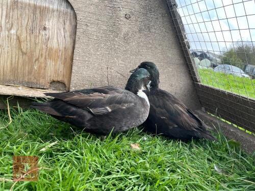 2 BLACK BIBBED CALL DUCKS - BIDS PER LIFE