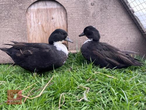 2 BLACK BIBBED CALL DUCKS - BIDS PER LIFE