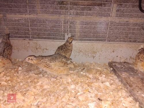 TRIO OF ITALIAN QUAILS - BIDS FOR THE GROUP