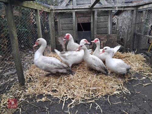 TRIO OF PORCELAIN MUSCOVY DUCKS - BIDS PER LIFE