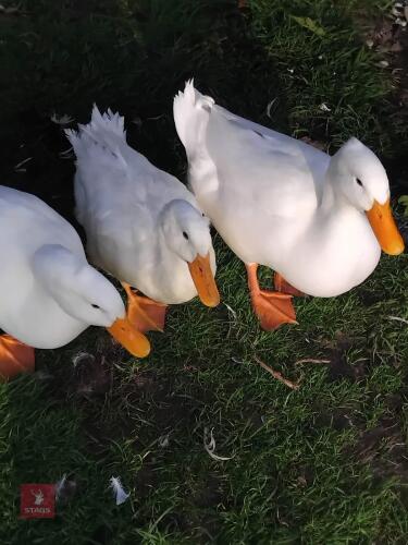 3 WHITE DRAKES - BIDS PER LIFE