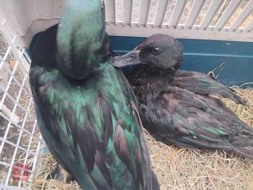 2 EAST INDIAN DRAKES - BIDS PER LIFE