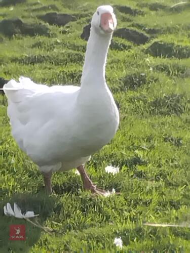 2YO EMDEN GANDER