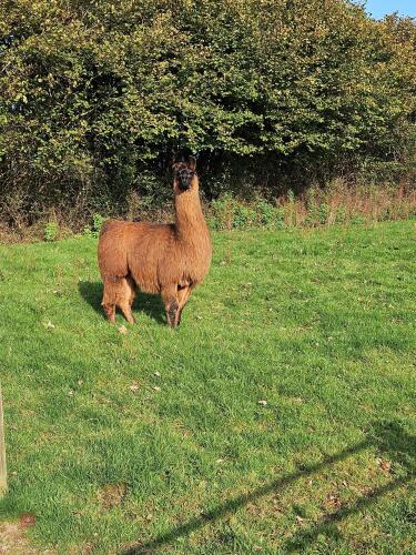 4YO FEMALE LLAMA