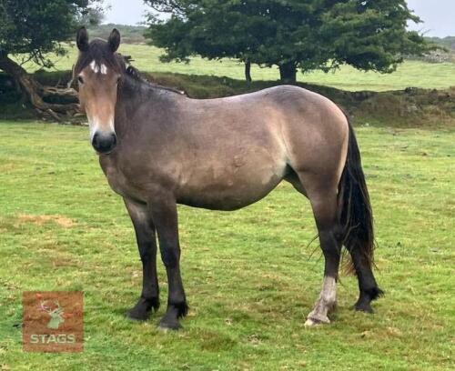 28MO IRISH DRAFT X APPALOOSA X COB MARE