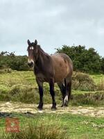 28MO IRISH DRAFT X APPALOOSA X COB MARE - 2