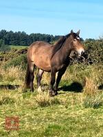 28MO IRISH DRAFT X APPALOOSA X COB MARE - 3