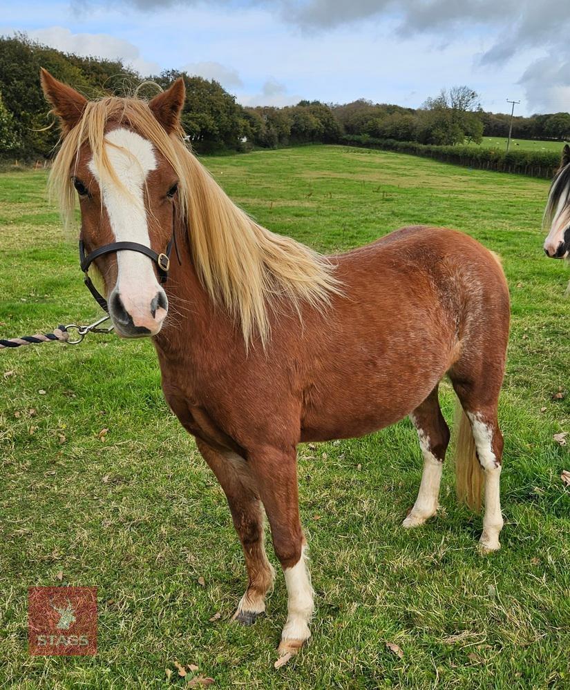 2YO WELSH SEC A FILLY