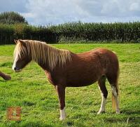 2YO WELSH SEC A FILLY - 2