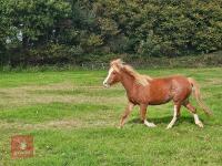2YO WELSH SEC A FILLY - 3
