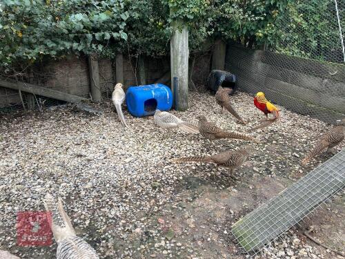 PAIR OF GOLDEN PHEASANTS - BIDS PER LIFE