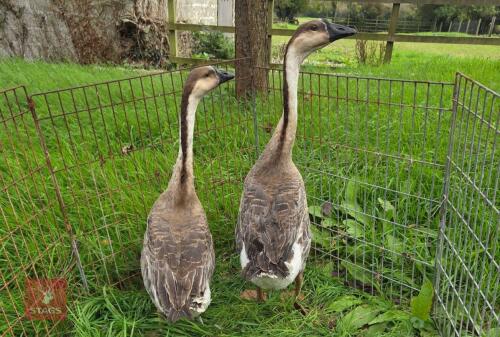 PAIR OF CHINESE GEESE - BIDS PER LIFE