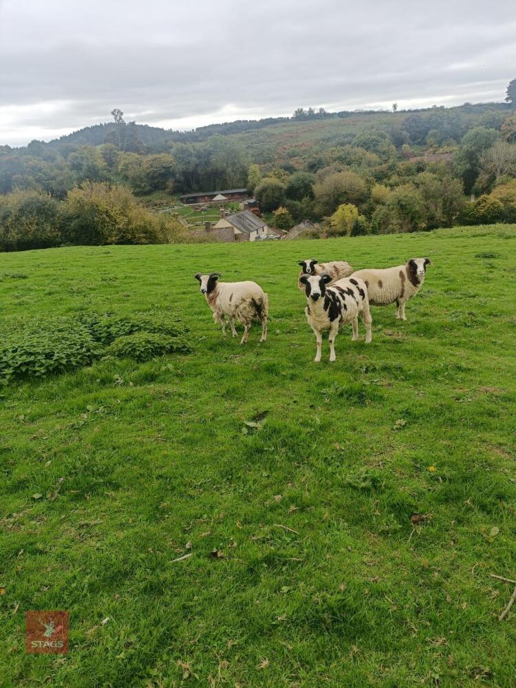 6 JACOB X STORE LAMBS - BIDS PER LIFE