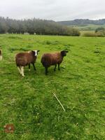 6 JACOB X STORE LAMBS - BIDS PER LIFE - 2