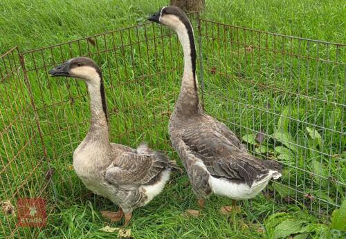 PAIR OF CHINESE GEESE - BIDS PER LIFE