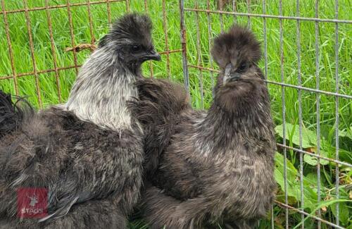 PAIR OF BLACK SILVER SILKIES - BIDS PER LIFE