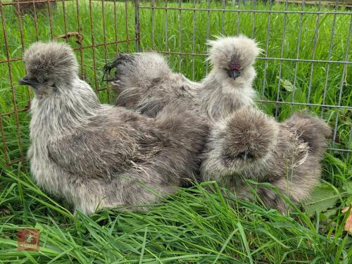 TRIO OF SILVER PARTRIDGE SILKIES - BIDS PER LIFE