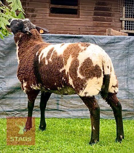 PEDIGREE DUTCH SPOTTED SHEARLING EWE