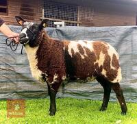PEDIGREE DUTCH SPOTTED SHEARLING EWE - 2