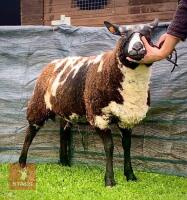 PEDIGREE DUTCH SPOTTED SHEARLING EWE - 3