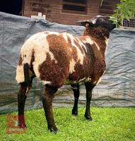 PEDIGREE DUTCH SPOTTED SHEARLING EWE - 4