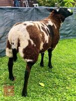 PEDIGREE DUTCH SPOTTED SHEARLING EWE - 5