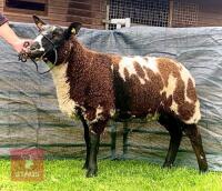 PEDIGREE DUTCH SPOTTED SHEARLING EWE - 6