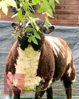 PEDIGREE DUTCH SPOTTED SHEARLING EWE - 7
