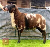 PEDIGREE DUTCH SPOTTED SHEARLING EWE - 9