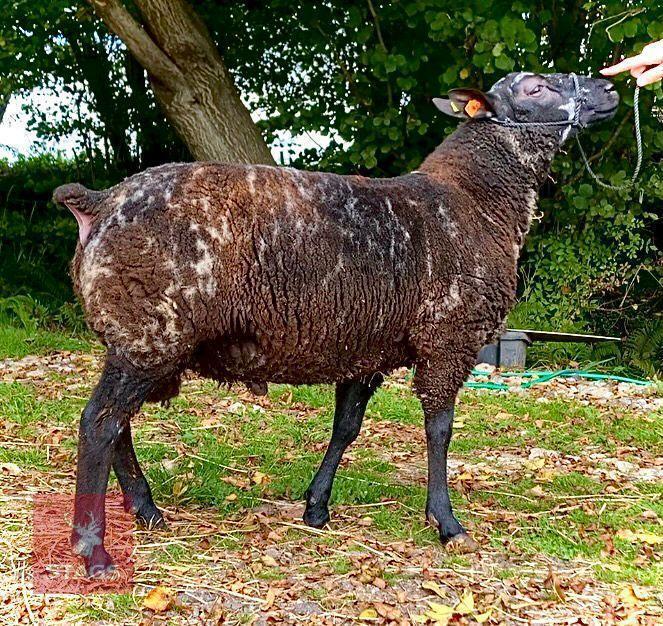 DUTCH SPOTTED X TEXEL SHEARLING RAM