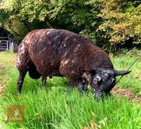 DUTCH SPOTTED X TEXEL SHEARLING RAM - 2