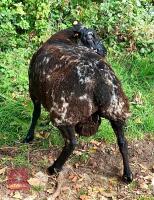 DUTCH SPOTTED X TEXEL SHEARLING RAM - 3