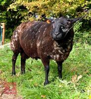 DUTCH SPOTTED X TEXEL SHEARLING RAM - 4