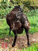 DUTCH SPOTTED X TEXEL SHEARLING RAM - 5