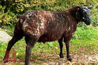 DUTCH SPOTTED X TEXEL SHEARLING RAM - 6