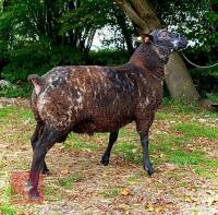 DUTCH SPOTTED X TEXEL SHEARLING RAM - 7