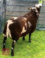 PEDIGREE DUTCH SPOTTED RAM LAMB - 2