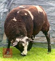 PEDIGREE DUTCH SPOTTED RAM LAMB - 3
