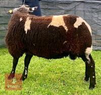 PEDIGREE DUTCH SPOTTED RAM LAMB - 4