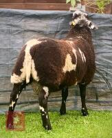 PEDIGREE DUTCH SPOTTED RAM LAMB - 5