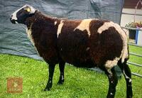 PEDIGREE DUTCH SPOTTED RAM LAMB - 6